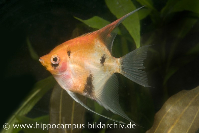 Skalar Red Devil, Pterophyllum scalare