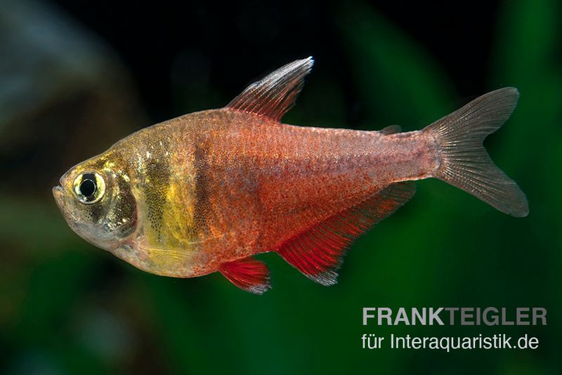 Roter von Rio, Hyphessobrycon flammeus