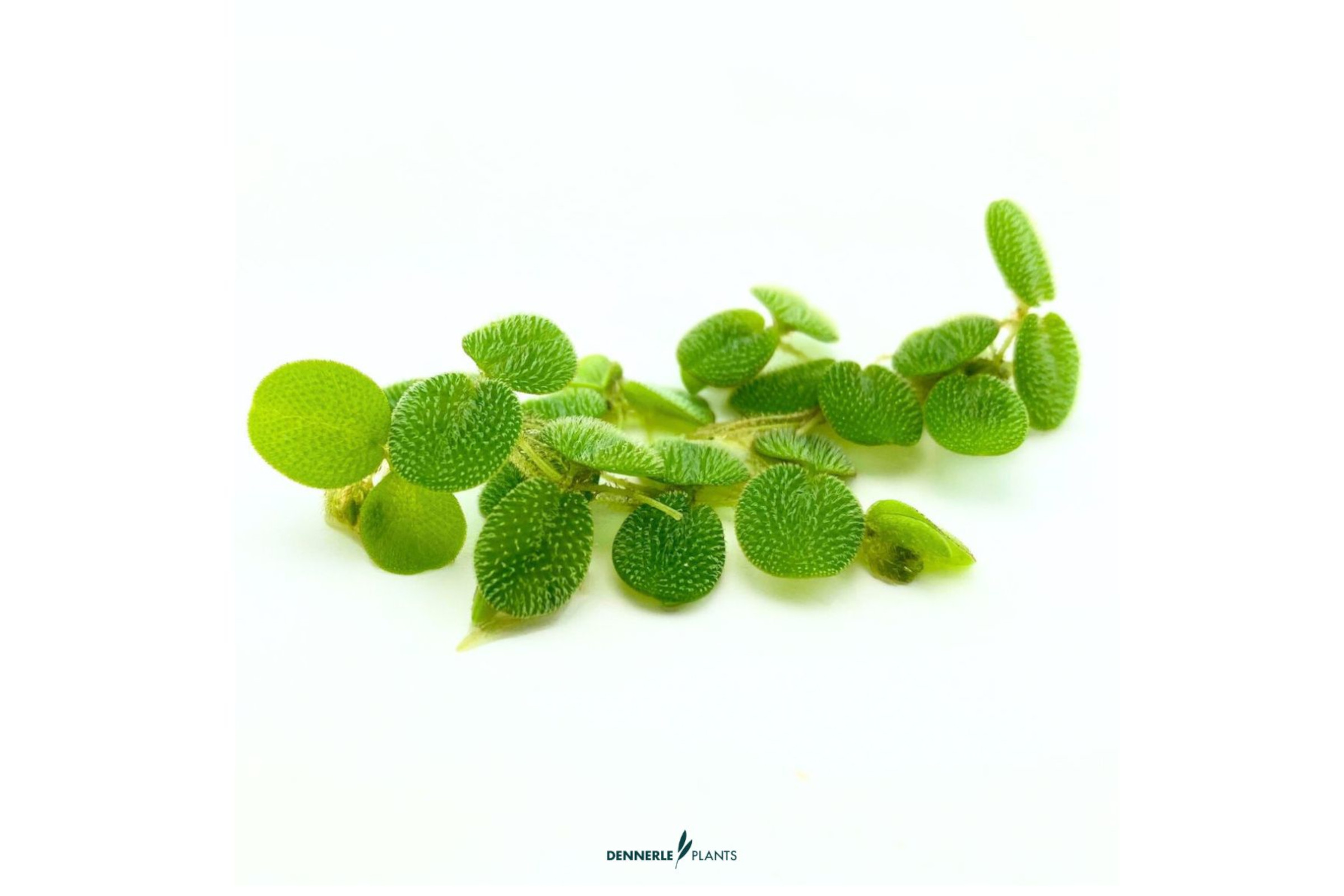 Kleiner Schwimmfarn, Salvinia minima, 100 ml lose im Becher