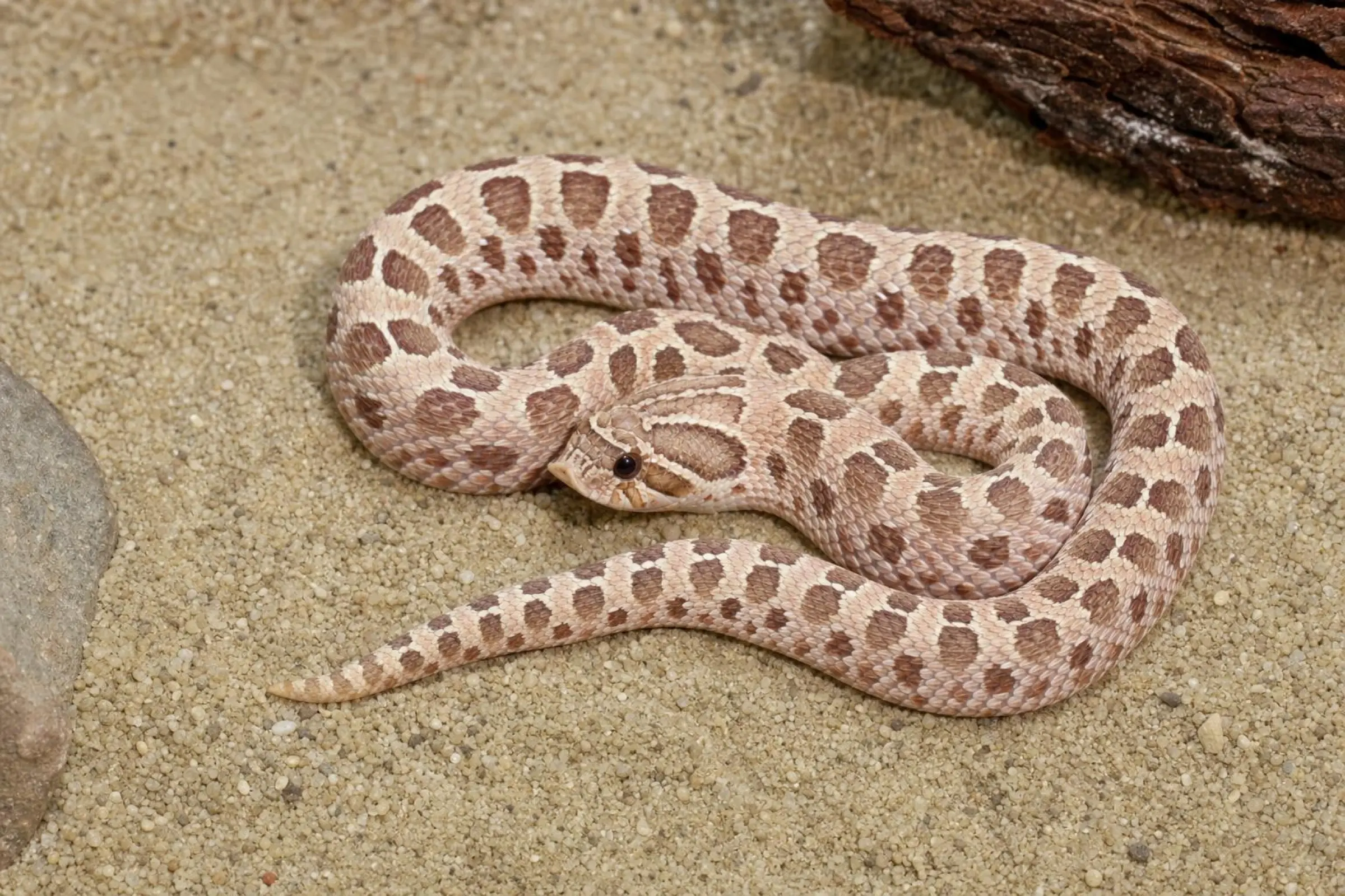 Pink-Pastel-Albino-Hakennasennatter (Nachzucht), Heterodon nasicus