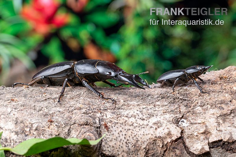 Hirschkäfer, Dorcus alcides, gemischt