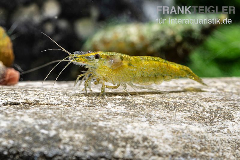 Green Fire Shrimp, Neocaridina davidi "Green Fire"