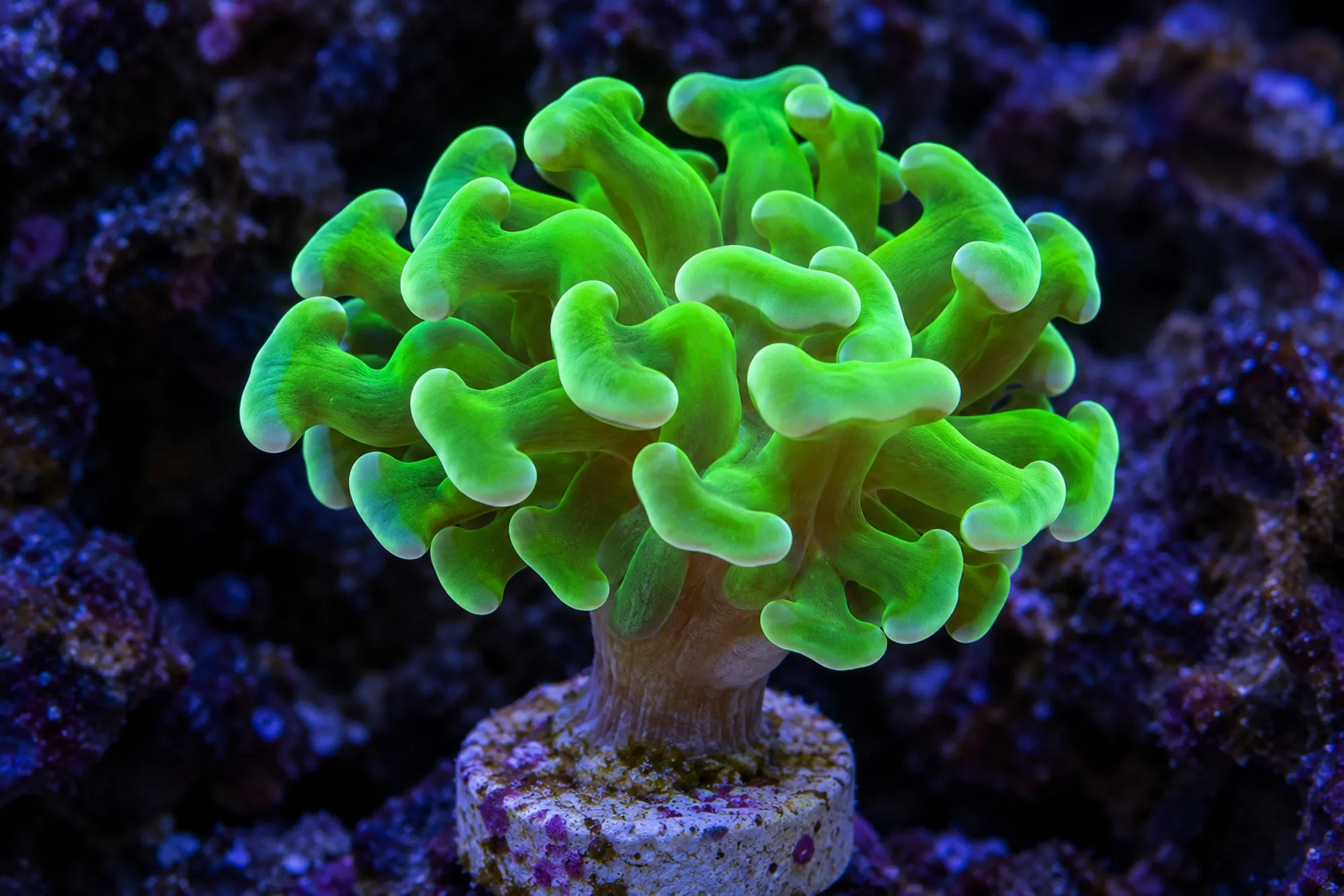 Hammerkoralle „Neongrün“ (Nachzucht), Fimbriaphyllia paraancora, 1 Polyp