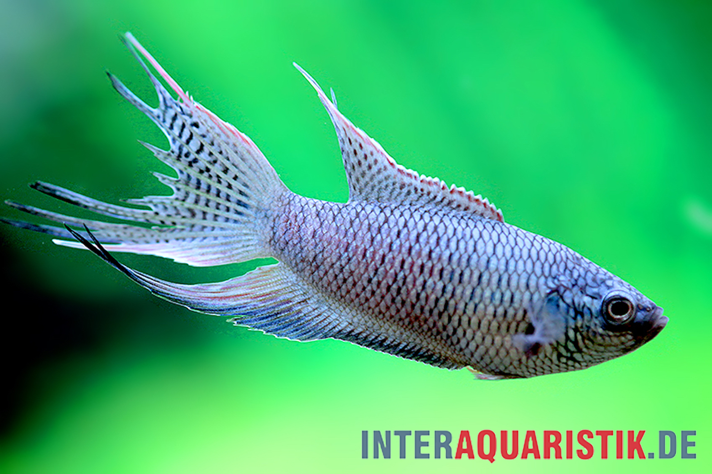 Blauer Kampffisch mit langen Flossen vor grünem Hintergrund