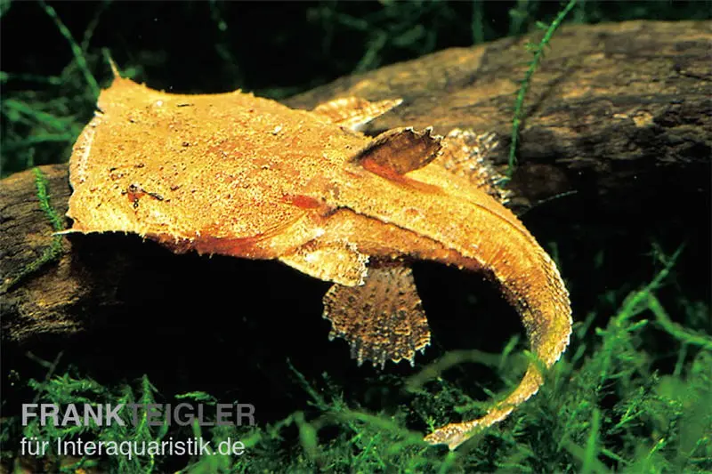 Großmaulwels, Chaca chaca, 12-20 cm