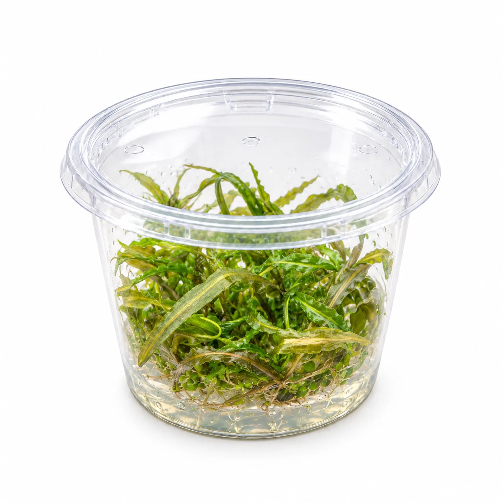 Grasblättriger Wasserkelch, Cryptocoryne crispatula, In Vitro
