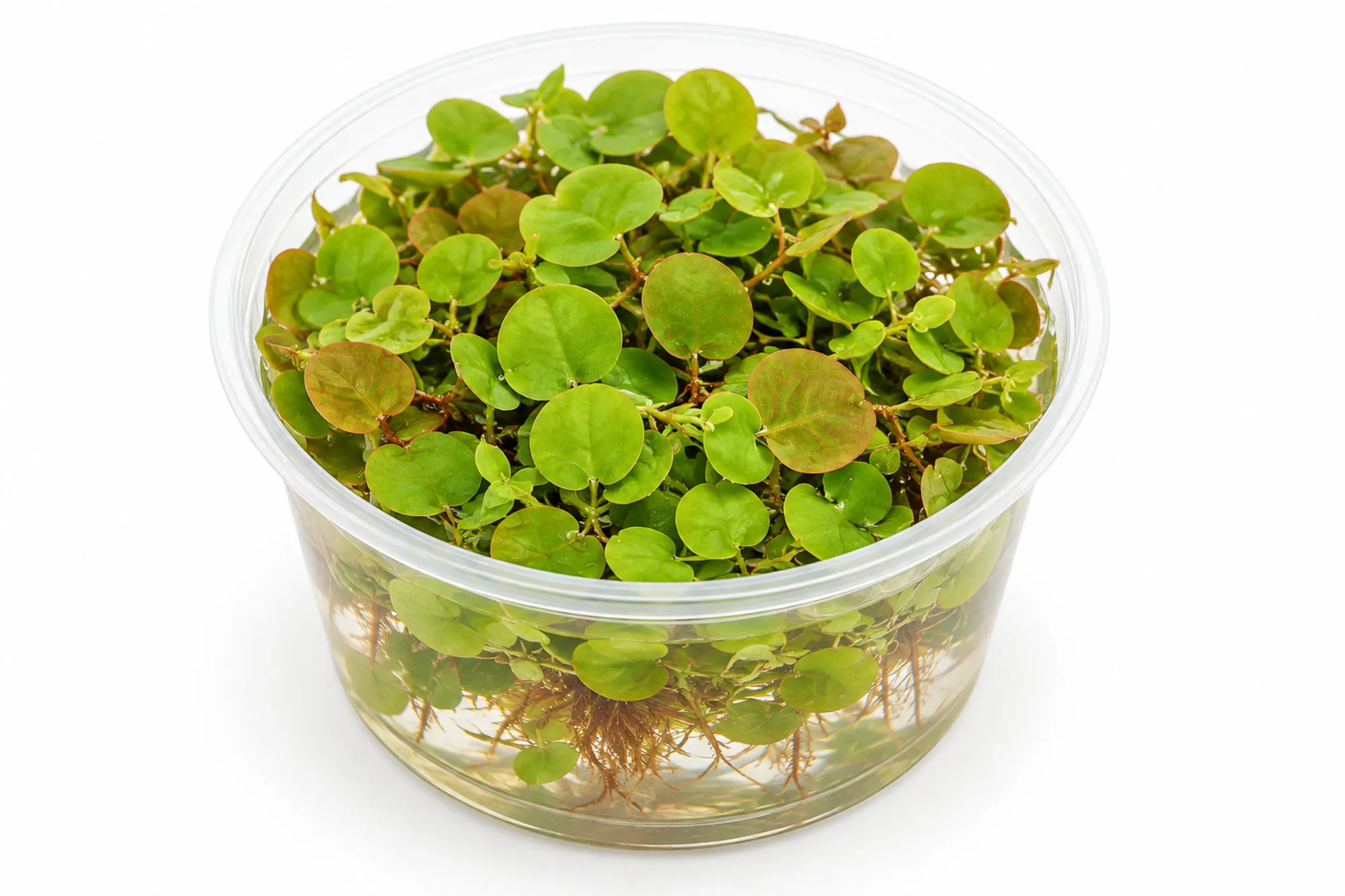 Wasserwolfsmilch Phyllanthus fluitans mit rundlichen grünen Schwimmblättern im transparenten 250-ml-Becher