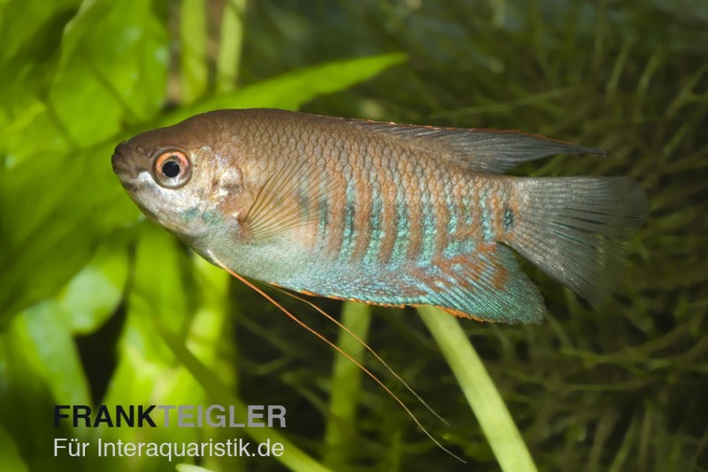 Dicklippiger Fadenfisch, Trichogaster labiosa