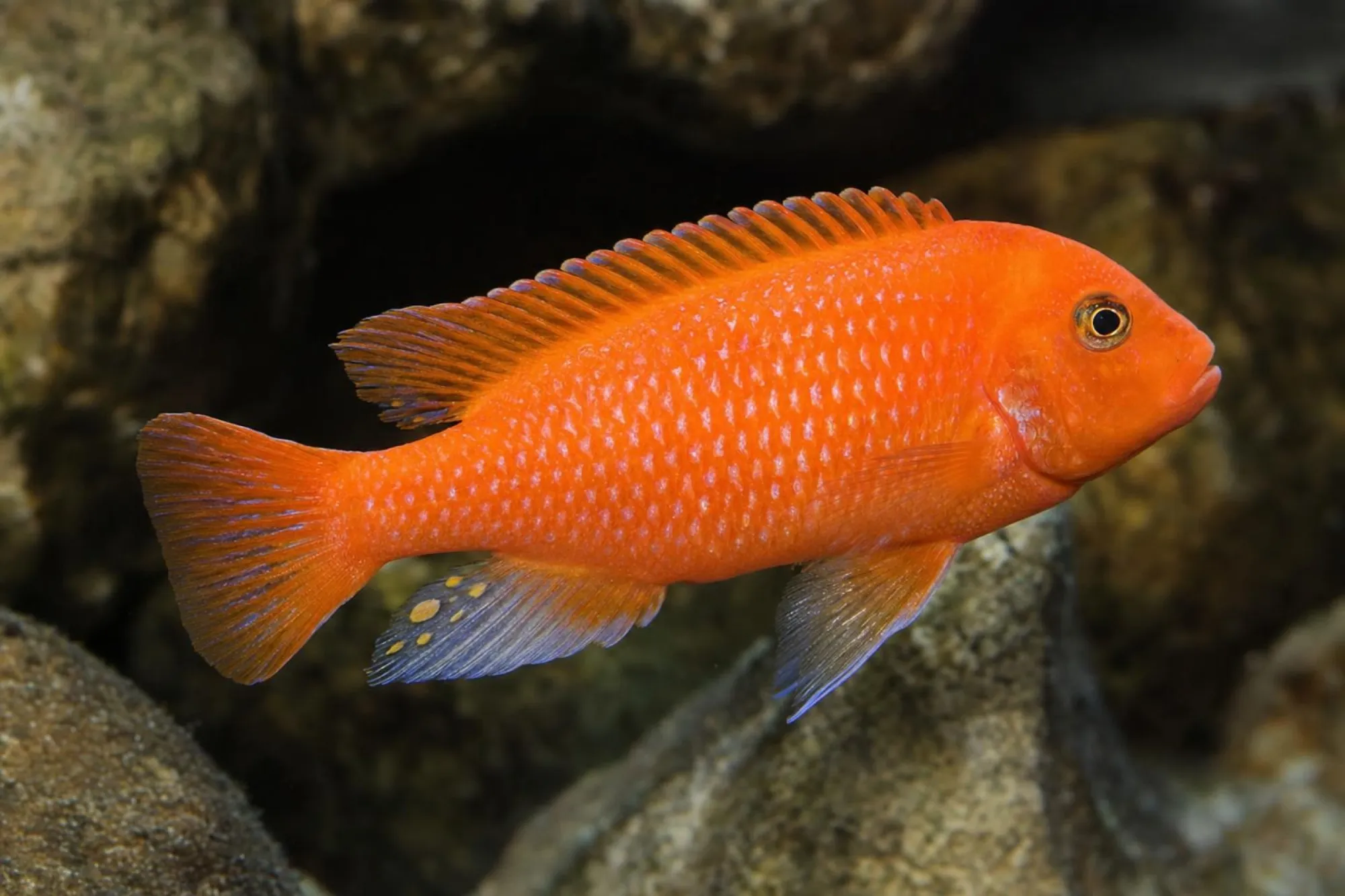 Roter Zebrabuntbarsch „Minos Reef“, Maylandia estherae