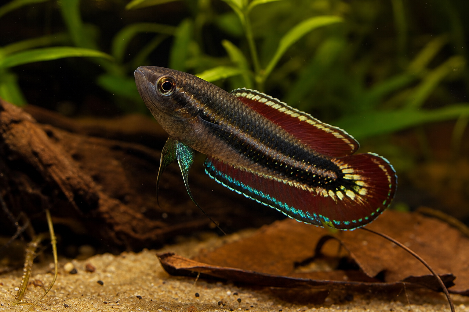Pahu-Prachtgurami (Parosphromenus pahuensis), farbenprächtiges Männchen mit roten und türkisblauen Flossen vor Wurzeln und Aquarienpflanzen