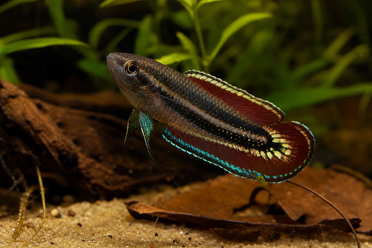 Pahu-Prachtgurami (Parosphromenus pahuensis), farbenprächtiges Männchen mit roten und türkisblauen Flossen vor Wurzeln und Aquarienpflanzen