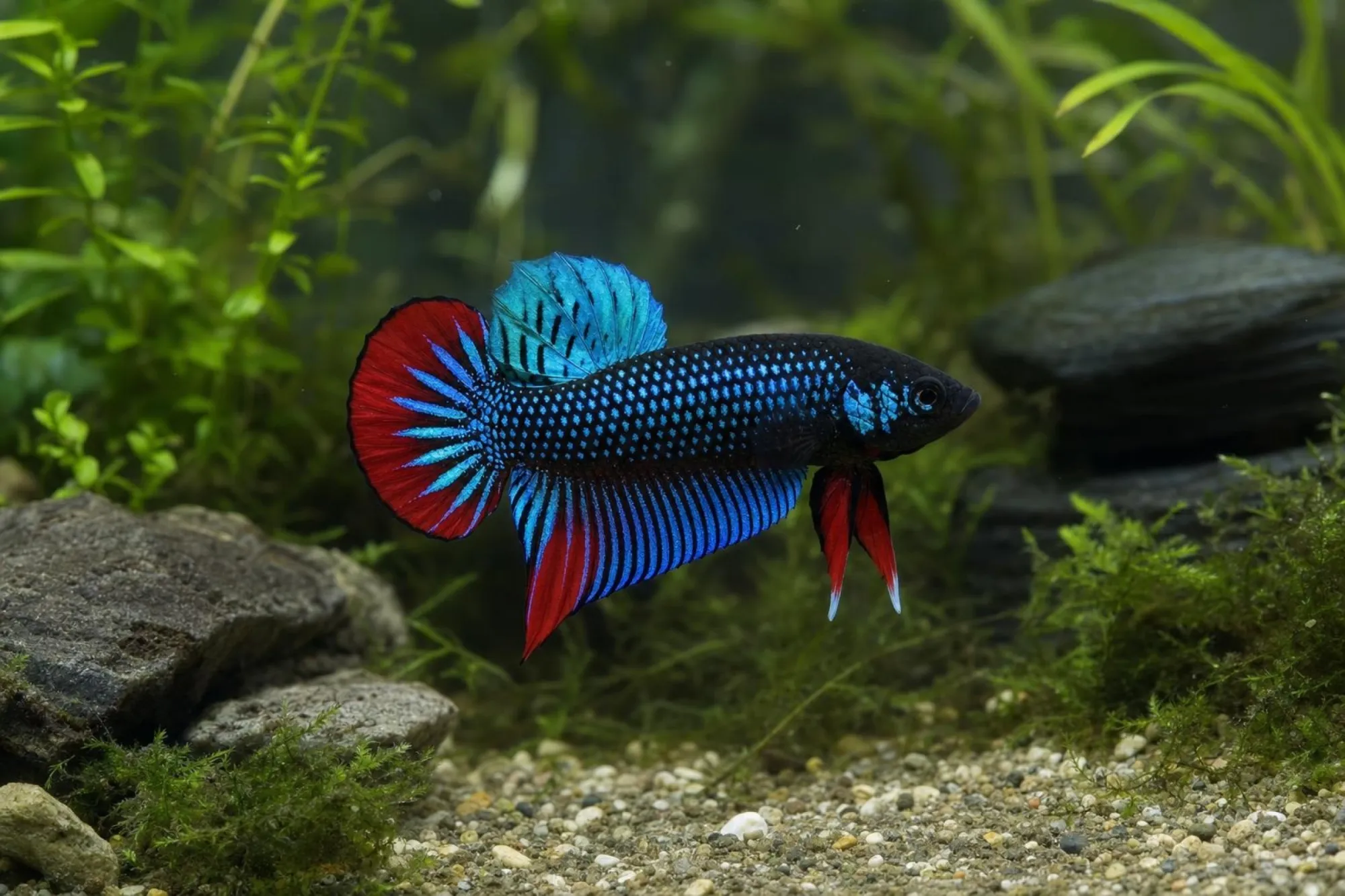 Blauer Alien-Kampffisch mit rotem Saum, Männchen, Betta sp.