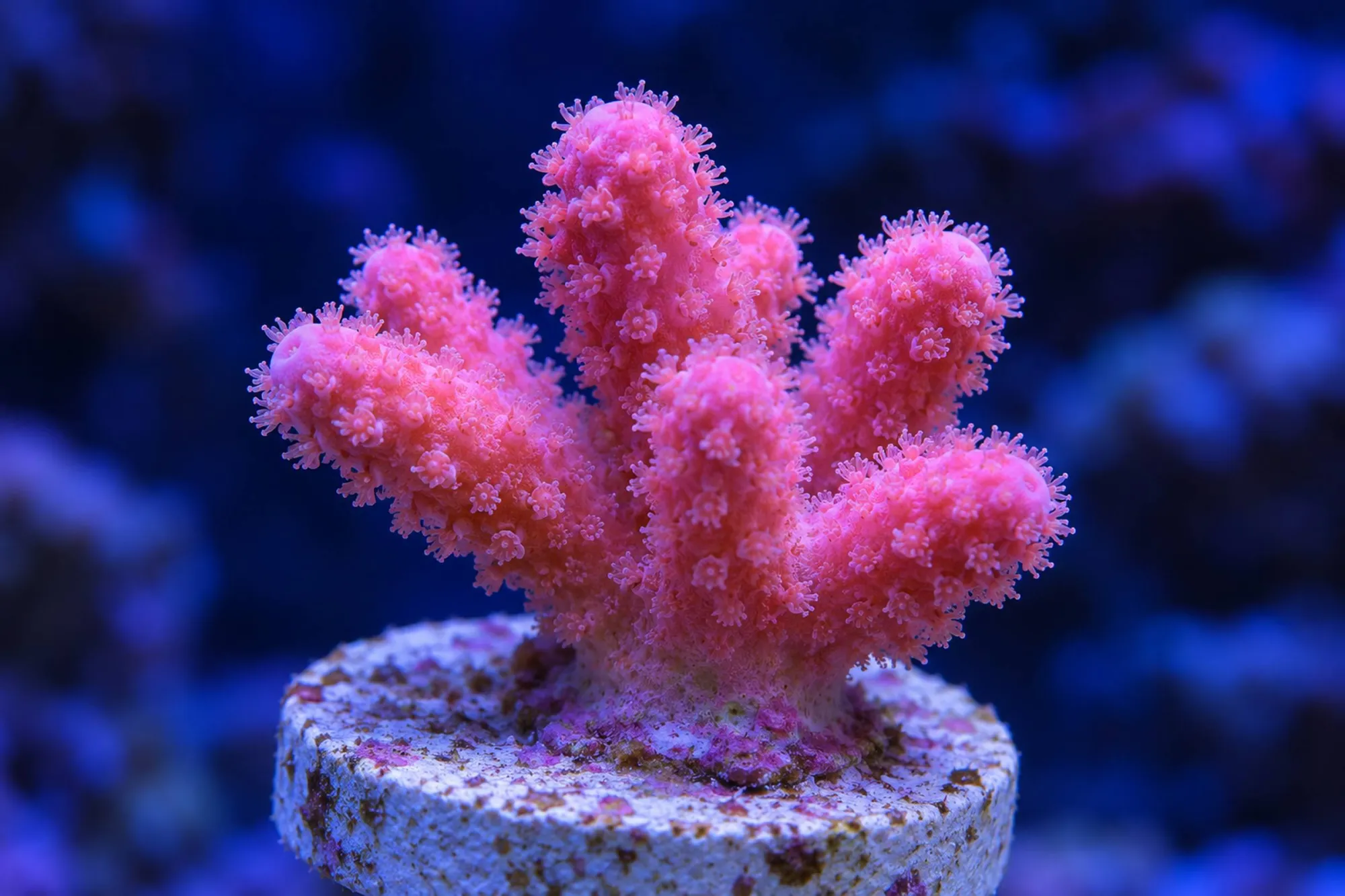 Fingerkoralle „Pink“ (Nachzucht), Stylophora pistillata, Größe S–M