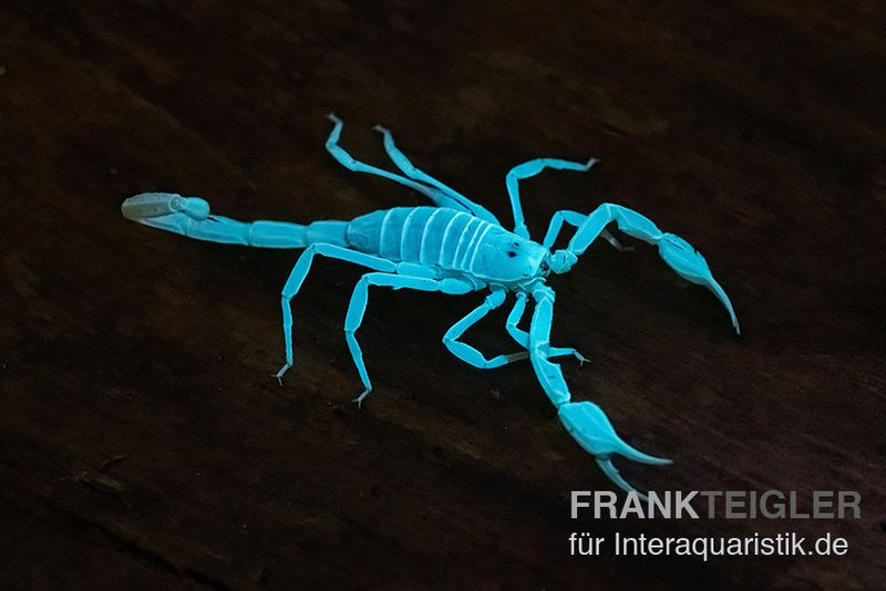 Arizona Bark Scorpion, Centruroides sculpturatus