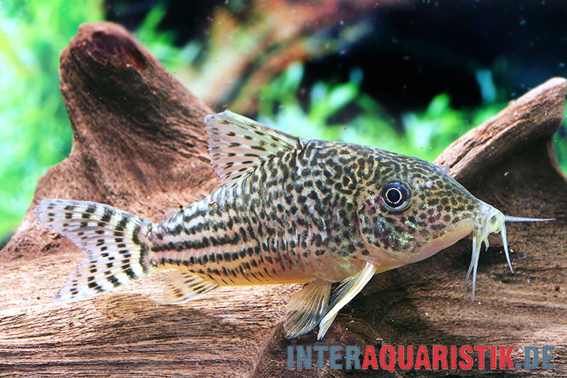 Prachtpanzerwels, Brochis haraldschultzi – seitliche Nahaufnahme: heller Kopf mit dunklen Tupfen und marmorierter Körperzeichnung, auf Sand/Wurzel im Aquarium; geselliger Bodenfisch, geeignet für Becken ab 100 cm
