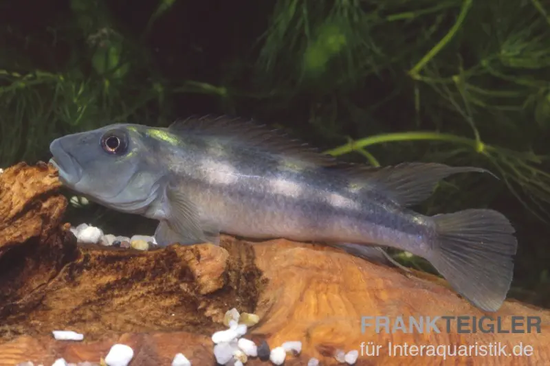 Löwenkopfcichlide, Steatocranus tinanti, 5-9 cm