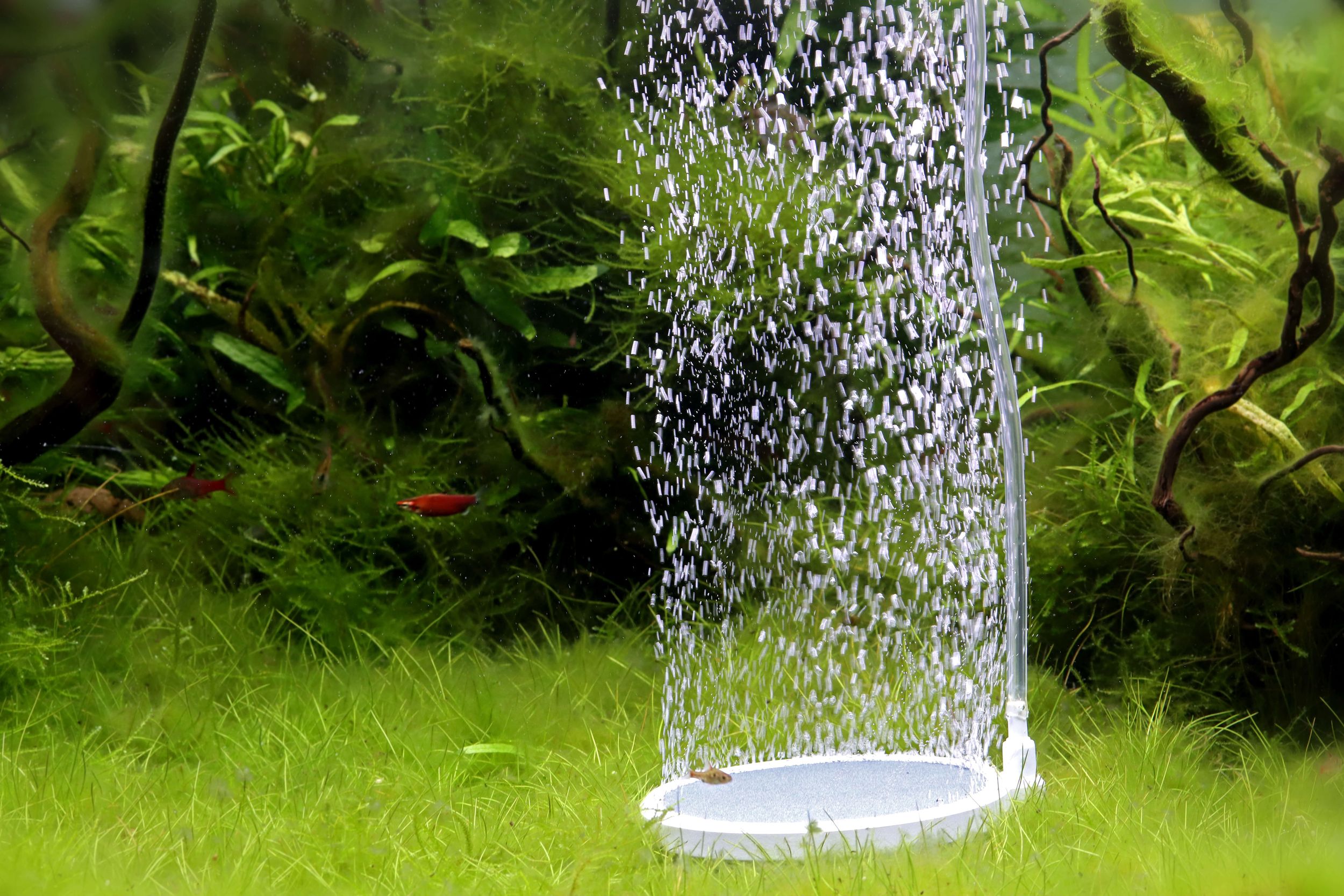Luftstein im Aquarium: Blasen, Pflanzen, Bodengrund