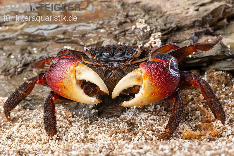 Spider Crab, Neosarmatium meinerti, Zufällig ausgewählt