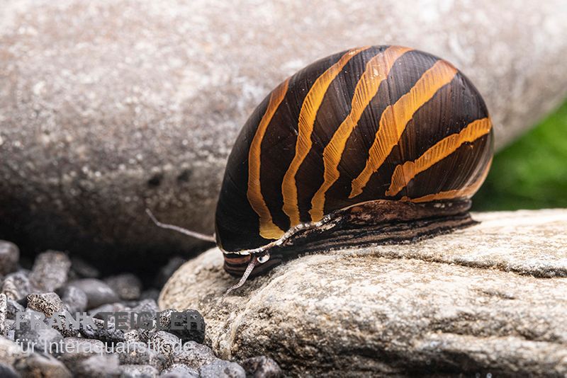 Zebra-Rennschnecke "Big Line", Neritina turrita