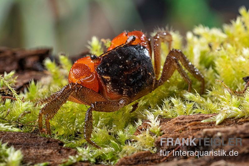 Inkakrabbe, Fasciarma fasciatum, Zufällig ausgewählt