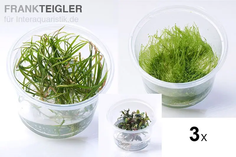 Pflanzensortiment Surprise, 3 In Vitro-Pflanzen