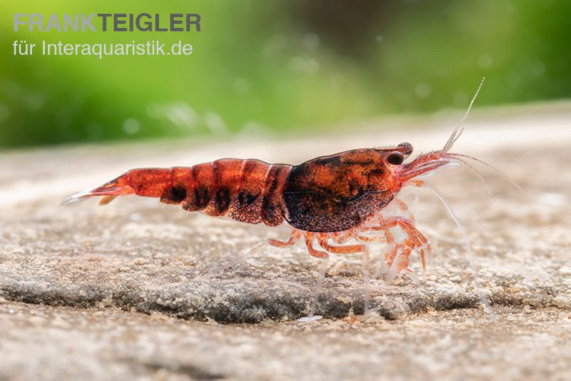 Extreme Red King Kong Garnele, Caridina spec. Extreme Red King Kong (Taiwan Bee)