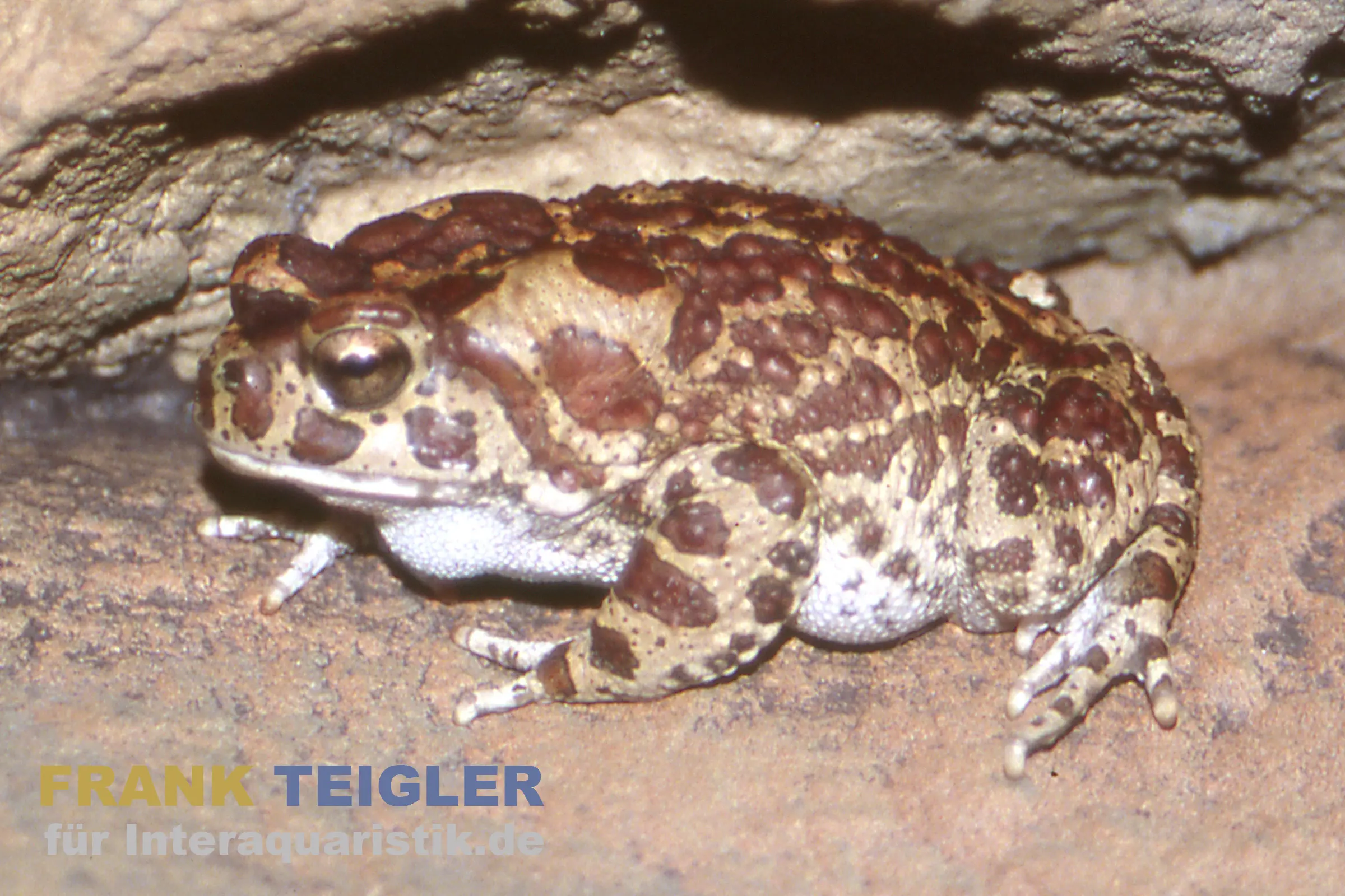 Nahaufnahme einer Berberkröte (Sclerophrys mauritanica) auf sandigem Boden, markante Warzenzeichnung und kompakter Körperbau, ideal für grabfähige, strukturierte Terrarien
