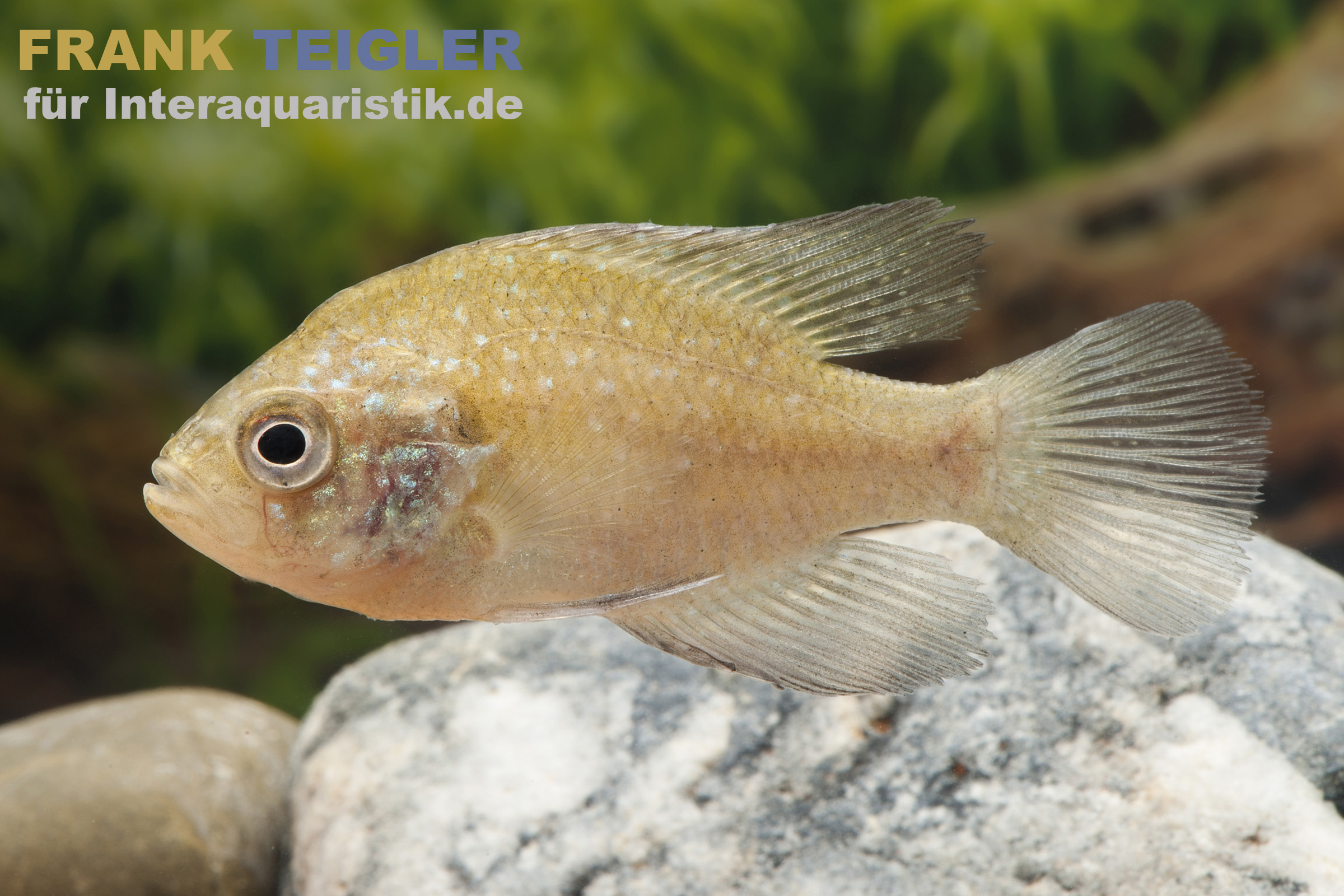 Diamantbarsch (Enneacanthus gloriosus), 6–8 cm. Nordamerikanischer Grünlicher Sonnenbarsch für kühle Teiche, markante Körperform mit blau schimmernden Punkten und ausgeprägtem Maul; ideal für strukturierte Teichanlagen.