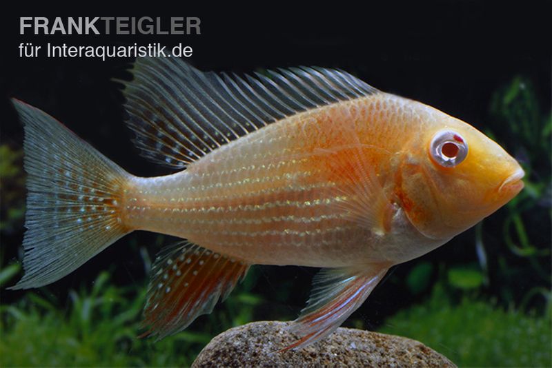 Heckels Buntbarsch albino, Acarichthys heckelii, 5-7 cm