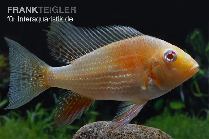 Heckels Buntbarsch albino, Acarichthys heckelii, 5-7 cm