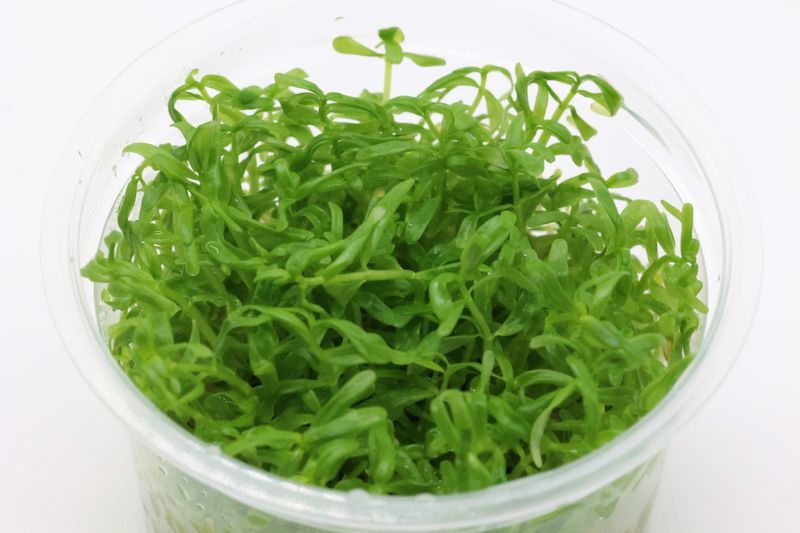 Rundblättrige Rotala, Rotala rotundifolia, online kaufen