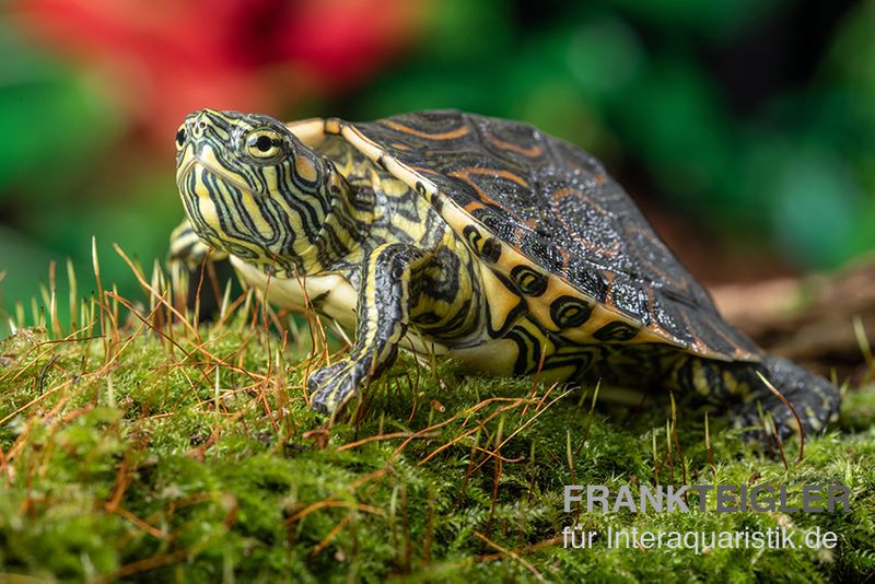 Nicaragua-Schmuckschildkröte, Trachemys emolli