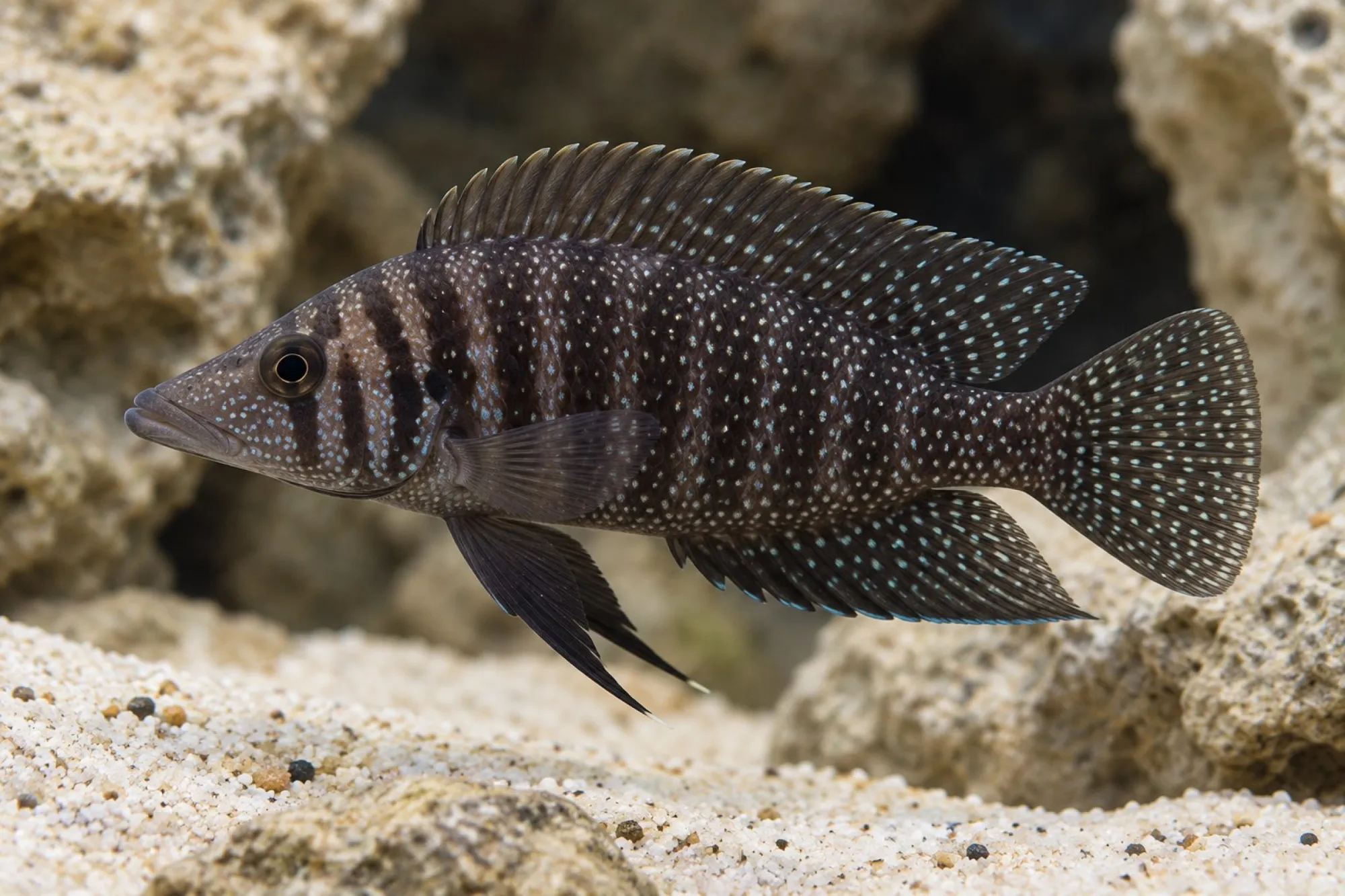 Perlhuhnbuntbarsch „Zaire Black Fin“, Altolamprologus calvus