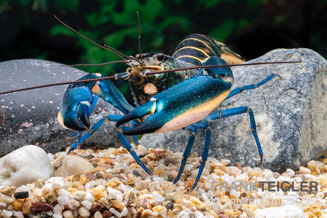 Dunkelblauer Krebs Variante II, Cherax sp. "Blue Moon Type II", Paar (1 Männchen + 1 Weibchen)