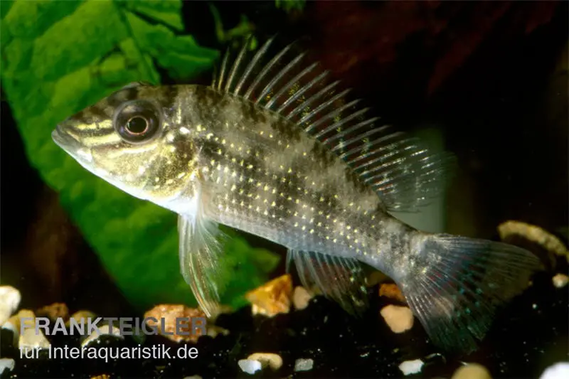 Dreifleck-Erdfresser, Satanoperca daemon, 8-10 cm