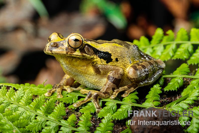 Costa Rica-Maskenlaubfrosch, Smilisca phaeota