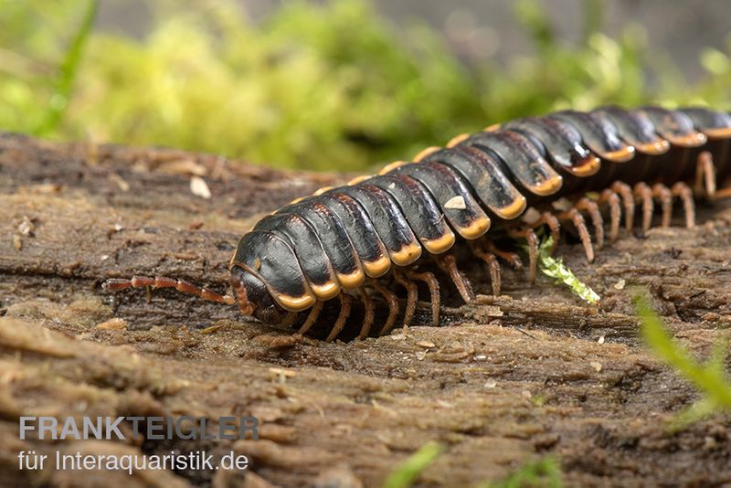 Goldrand-Bandfüßer, Coromus diaphorus