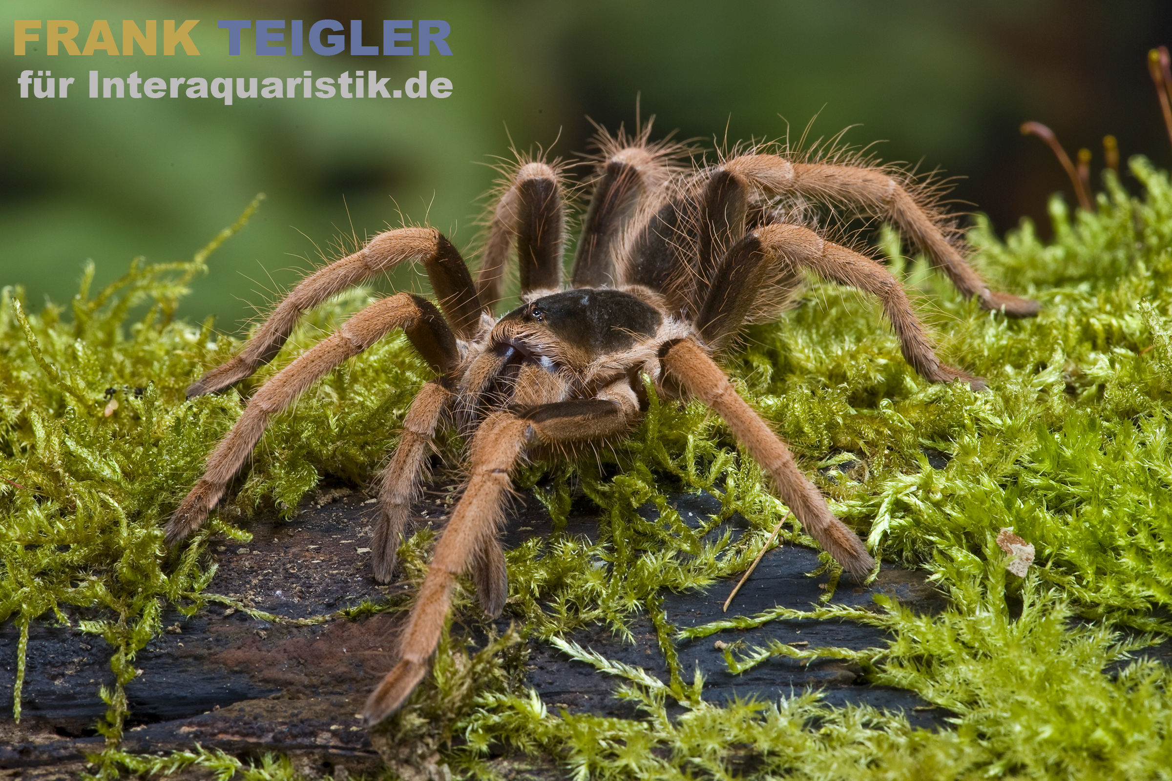 Kolumbianische Riesenvogelspinne, Megaphobema robustum