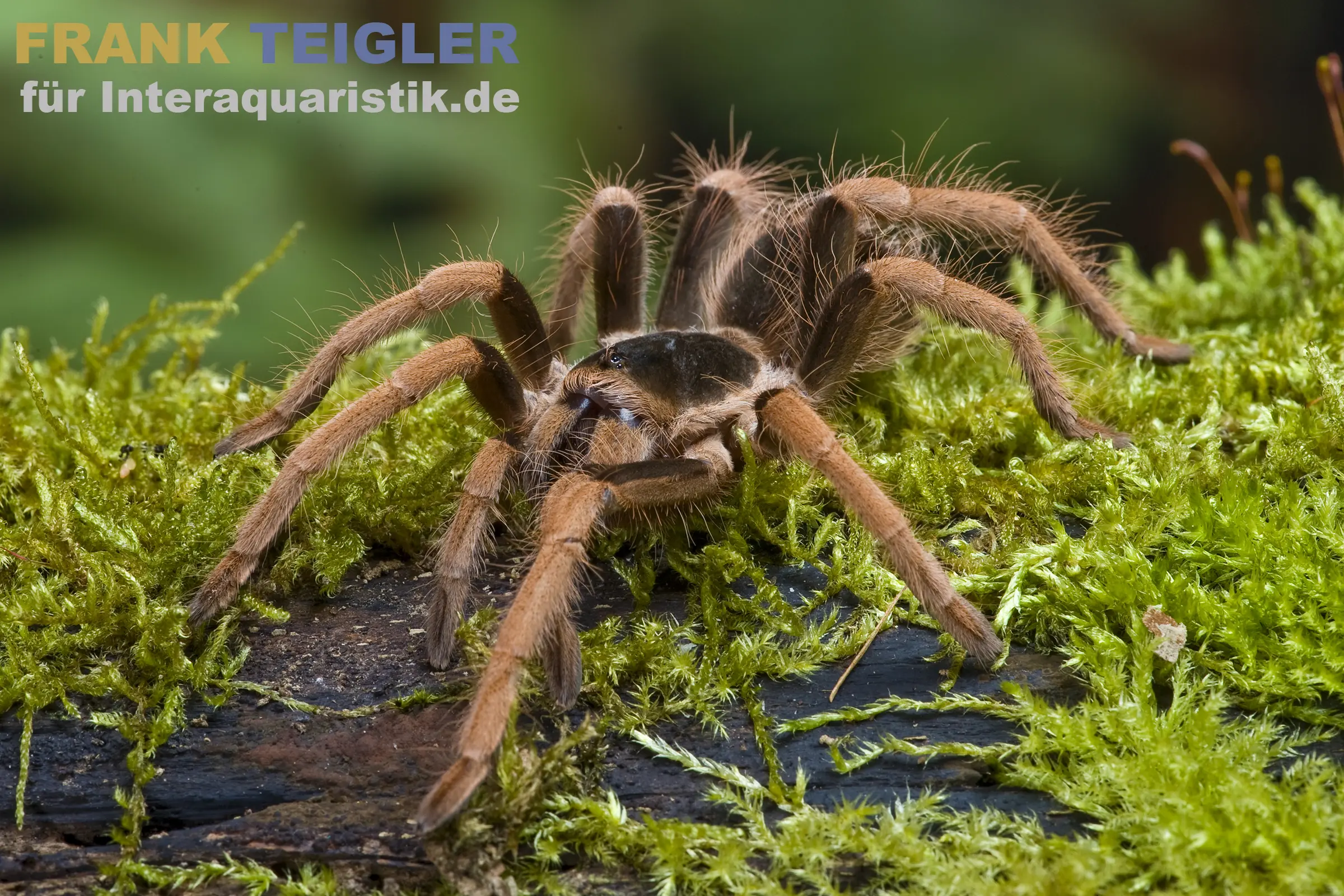 Kolumbianische Riesenvogelspinne, Megaphobema robustum