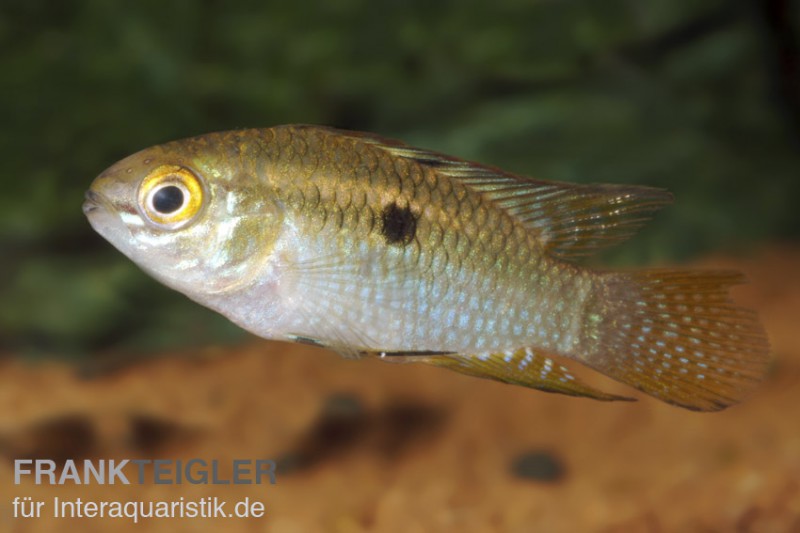 Tüpfelbuntbarsch, Laetacara curviceps