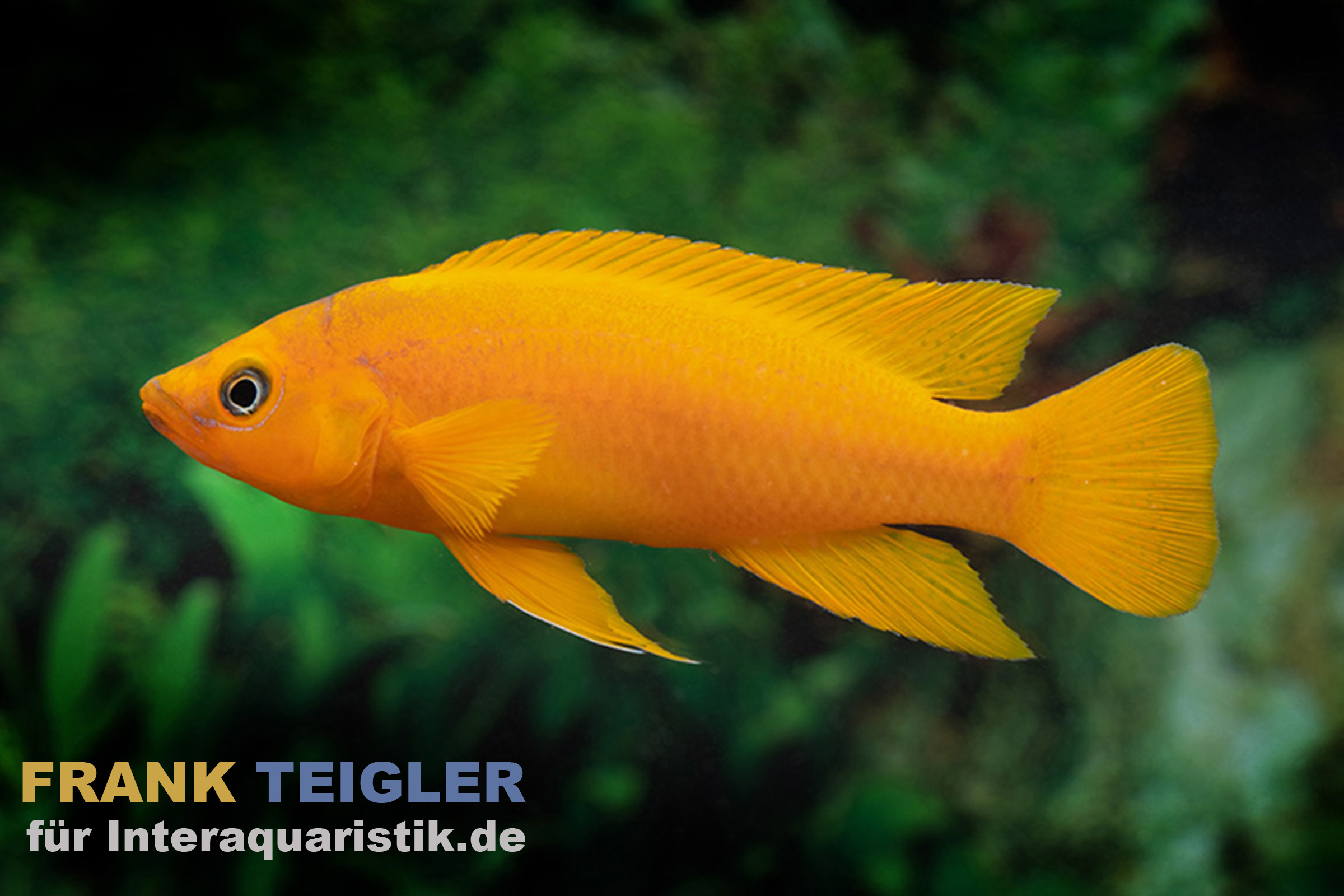 Uvira-Goldbuntbarsch, Neolamprologus leleupi "Uvira Orange", 3-4 cm