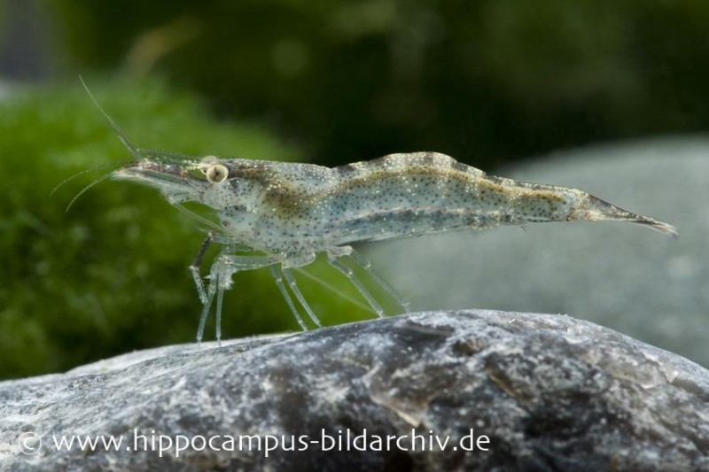 Europäische Garnele, Atyaephyra desmaresti (Kaltwasser)