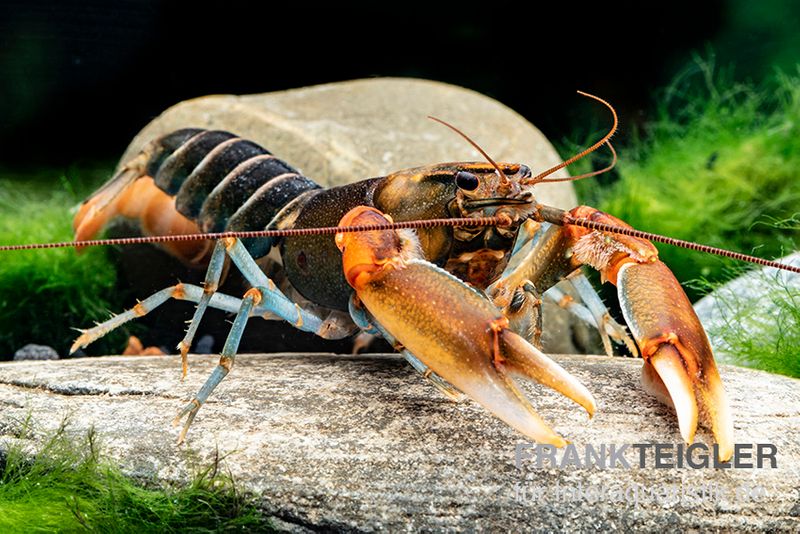 "Red Claw" Tigerkrebs, Cherax peknyi var. "Red Claw", Paar (1 Männchen + 1 Weibchen)