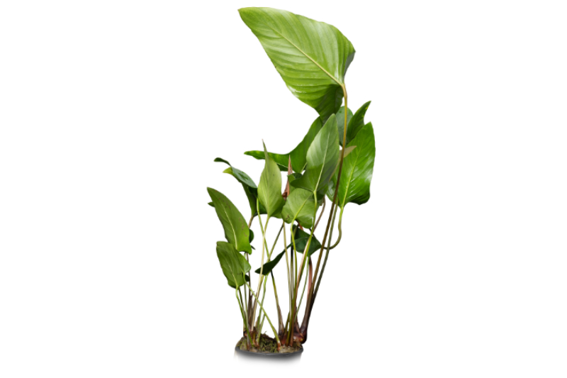 Spießblättriges Speerblatt, Anubias hastifolia, XL Topf, Mutterpflanze