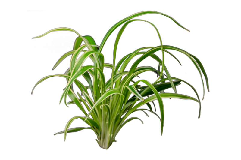 Chlorophytum laxum (bichetii), im Topf