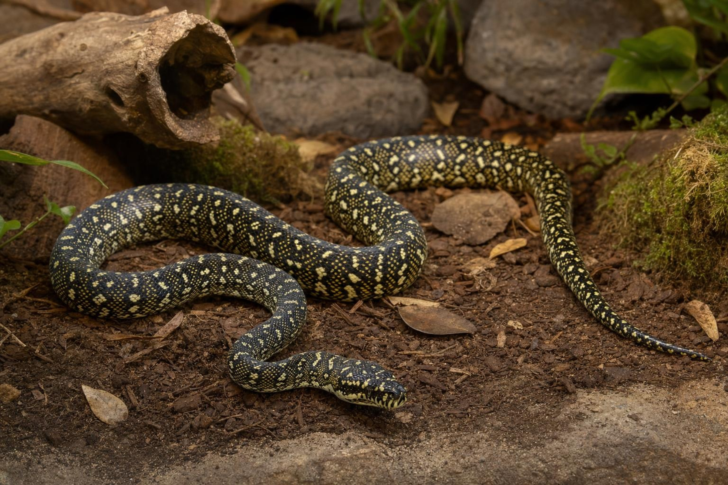 Diamantpython, Morelia spilota spilota