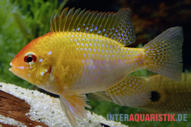 Goldener Rotkopf-Schmetterlingsbuntbarsch, Mikrogeophagus ramirezi