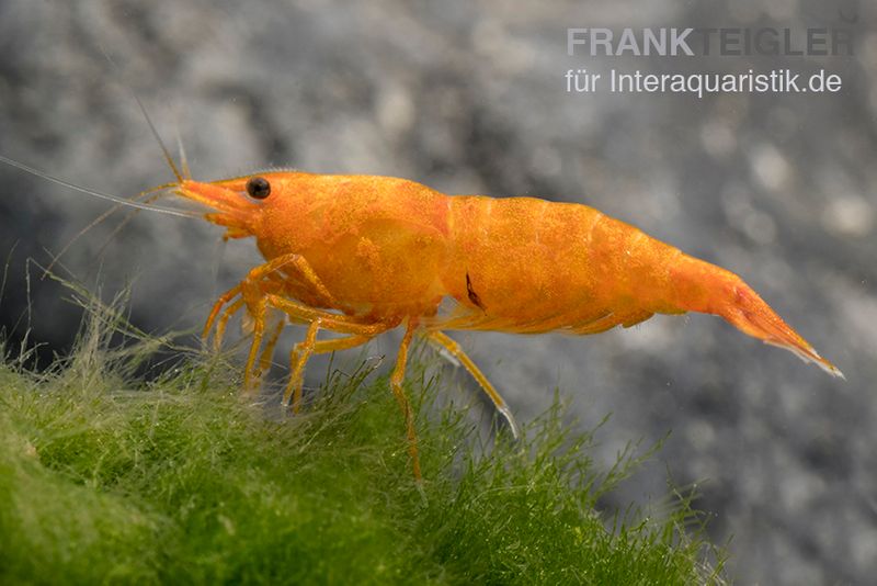 Golden Dust Garnele, Neocaridina davidi