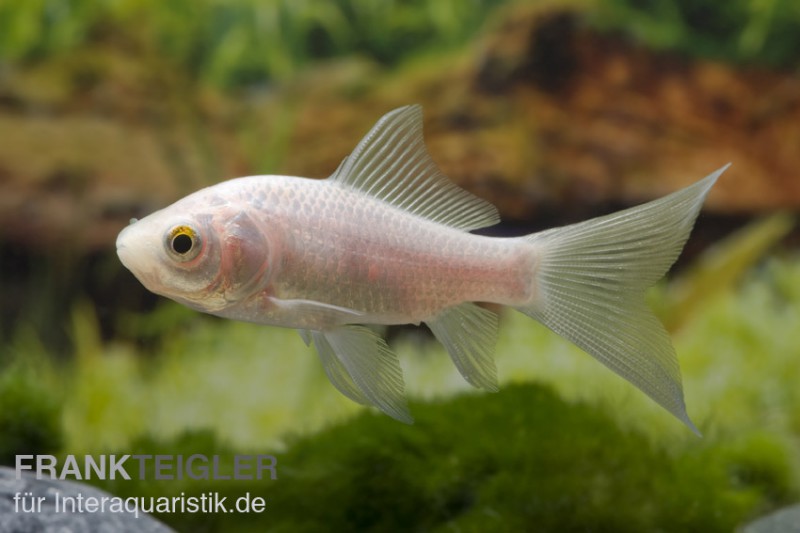 Goldfisch Komet weiß, Carassius auratus (Kaltwasser)