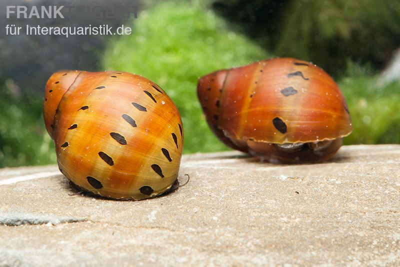 Punktnapfschnecke, Neritina semiconica